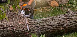 How Our Tree Care Process Works  in  Richmond, IN
