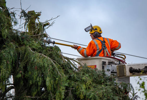 Richmond, IN Tree Care Company